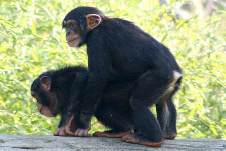 chimps having sex
